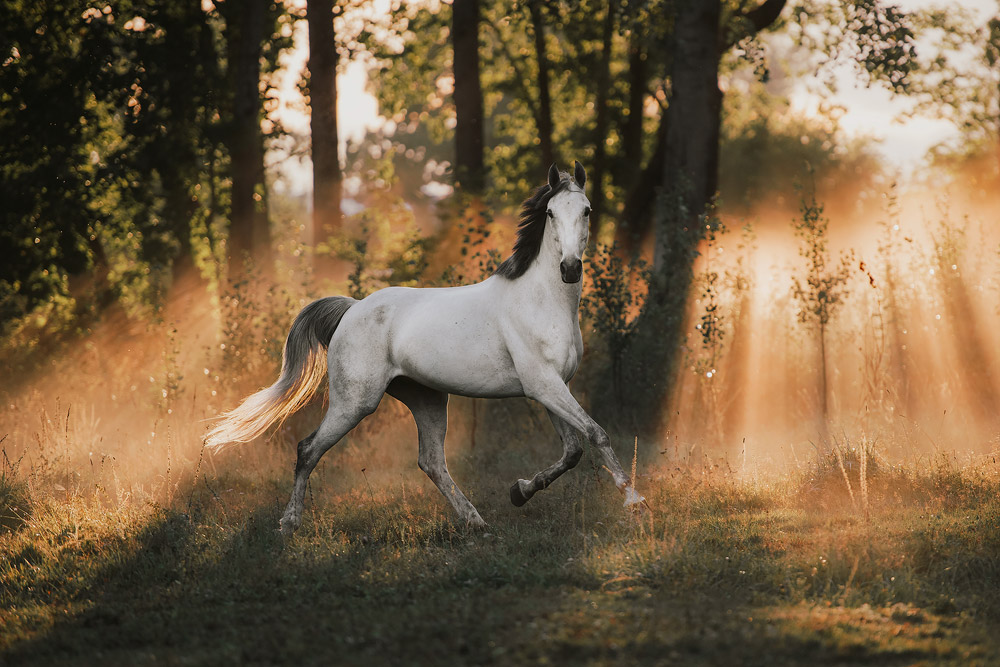 Misty August – Equine by Wengdahl